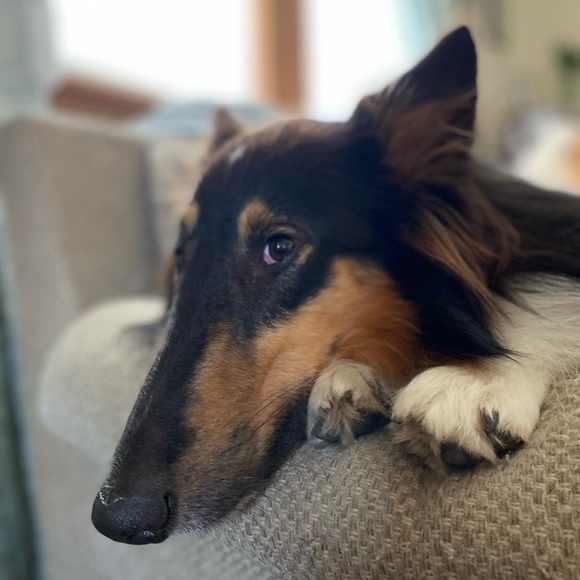 Meet your Posher, Renee - Picture 3 of 3